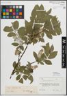 Foto von Salix myrsinifolia Salisb.